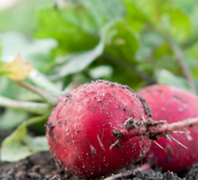 Radish Growing Guide