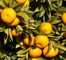 Mandarin Growing Guide