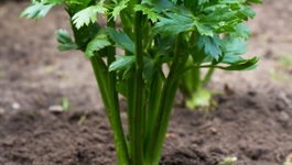 Celery Growing Guide