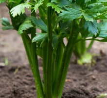 Celery Growing Guide