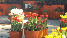 Tips for Beautiful Bulbs