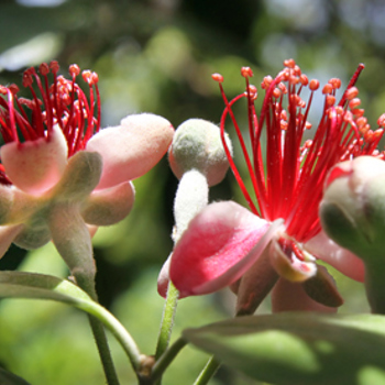 Fantastic Feijoas - All you need to Know