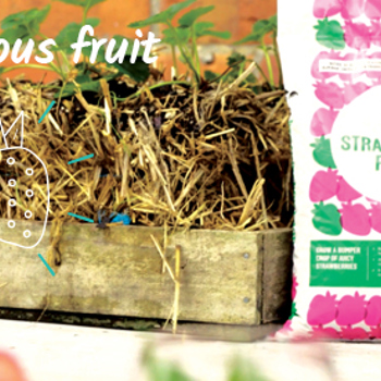 Strawberry Straw Bale Gardening Hack