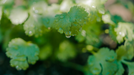 Coriander Growing Guide