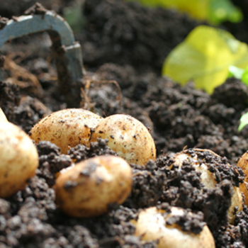 Potato Growing Guide