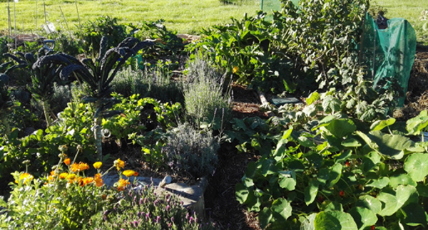 Claire's 'outdoor supermarket' includes as selection of 25 different types of veges, herbs, berries, and wildflowers.