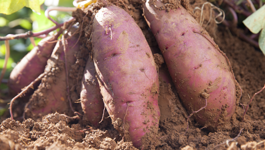Kumara Growing Guide