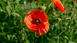 The Power of Poppies