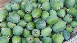 Feijoa Frequently Asked Questions