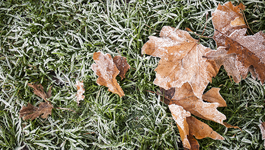 Winter Lawn Maintenance