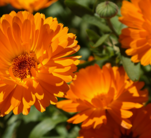 Calendula Growing Guide