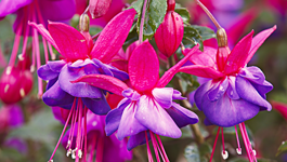 Fuchsia Growing Guide 