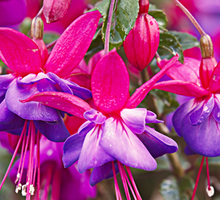 Fuchsia Growing Guide
