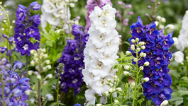 Delphinium Growing Guide 