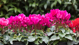 Cyclamen Growing Guide 