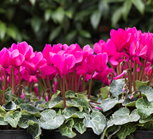 Cyclamen Growing Guide