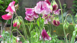 Sweet Pea Growing Guide 