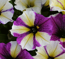 Petunia Growing Guide