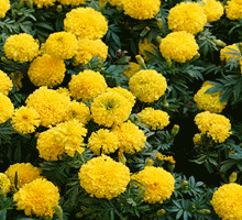 Marigold Growing Guide