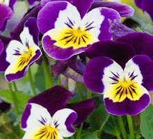 Pansy & Viola Growing Guide