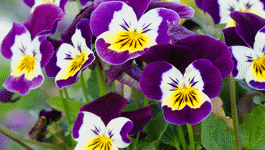 Pansy & Viola Growing Guide