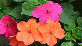 Impatiens Growing Guide