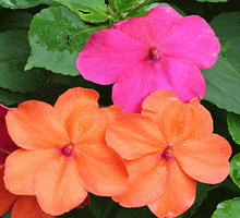 Impatiens Growing Guide