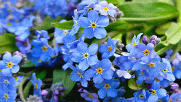 Forget-me-not Growing Guide 