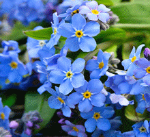 Forget-me-not Growing Guide