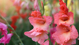 Gladiolus Growing Guide 