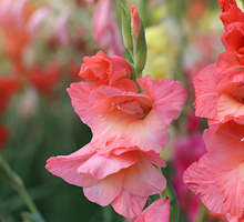 Gladiolus Growing Guide