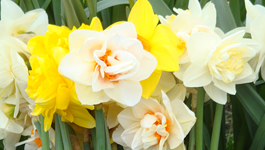 Daffodil Growing Guide 