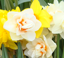Daffodil Growing Guide