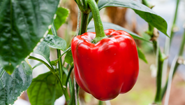 Capsicum Growing Guide