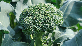 Broccoli Growing Guide