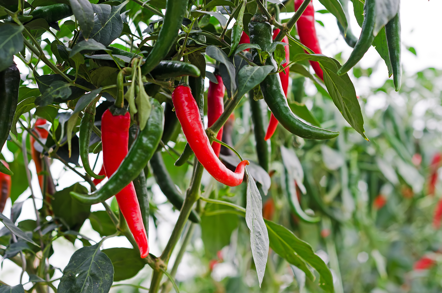 Chilli Growing Guide