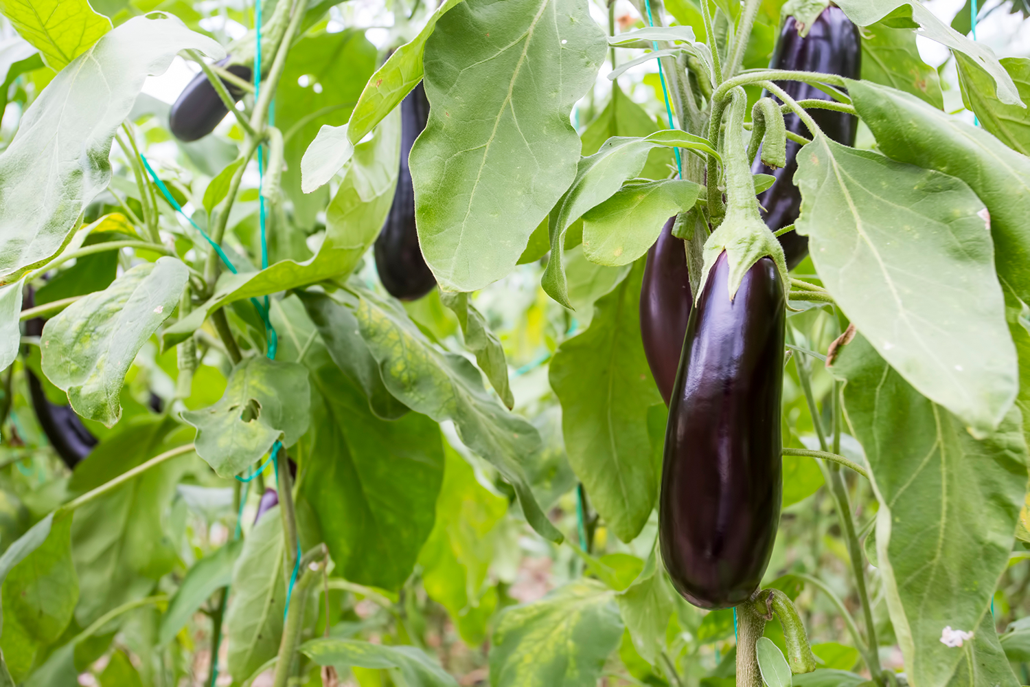 Eggplant Growing Guide