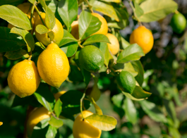 Citrus Growing 101