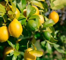 Lemon Growing Guide
