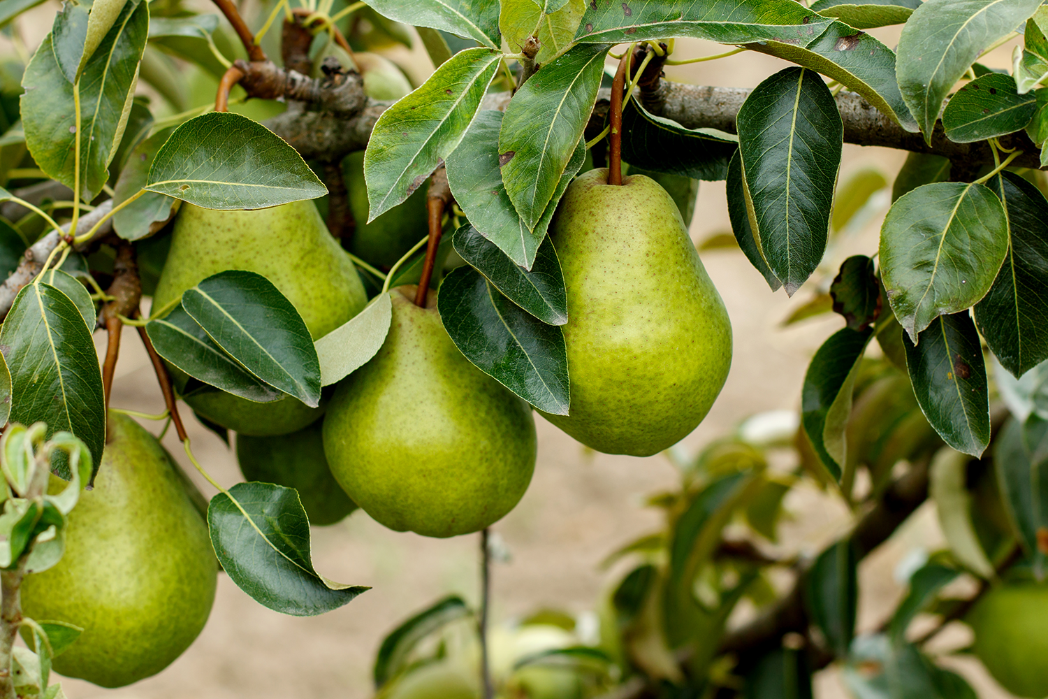 Pear Growing Guide
