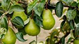 Pear Growing Guide