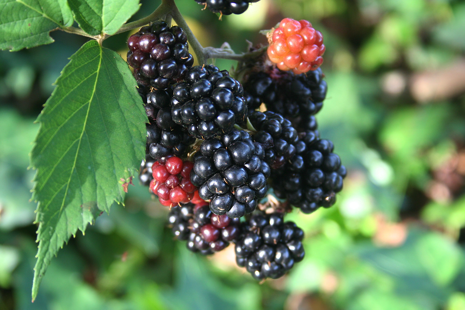 Blackberry Growing Guide