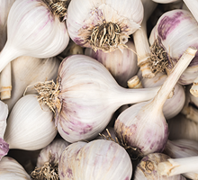 Garlic Growing Guide