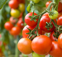 Tomato Growing Guide