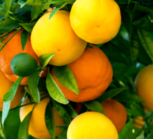 Citrus Growing Guide