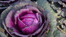 Brassica Growing Guide