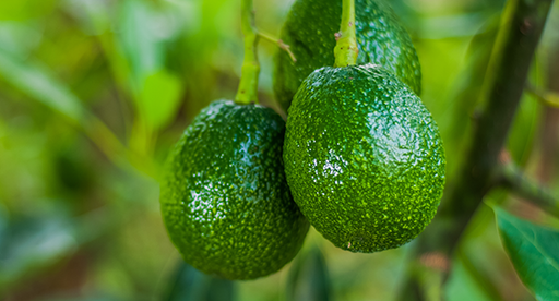 Avocado Growing Guide 