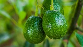 Avocado Growing Guide 