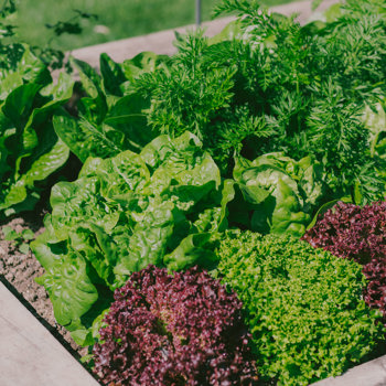 A Beginner's Guide to Vegetable Gardening