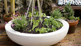 Renters Garden Guide